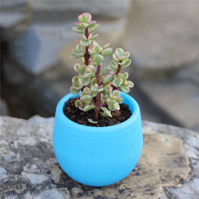 Colorful Self-Watering Mini Flower Pot with Drainage - STYIEN